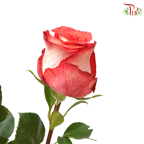 Ceres Rose - Iguazu (25 stems)-Ecd-prflorist.com.my