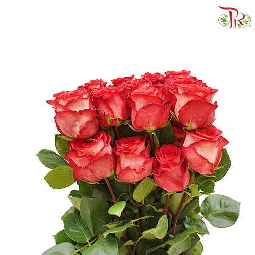 Ceres Rose - Iguazu (25 stems)-Ecd-prflorist.com.my
