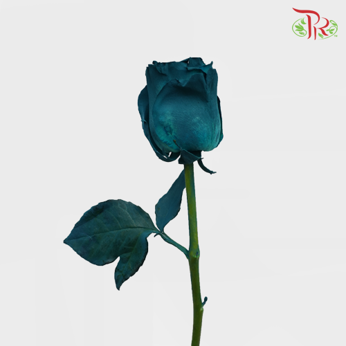 Ceres Rose - Jade (10 Stems)-Ecd-prflorist.com.my