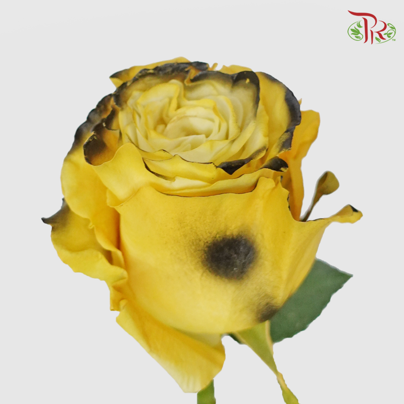 Ceres Rose - Jaguar (10 Stems)-Ecd-prflorist.com.my