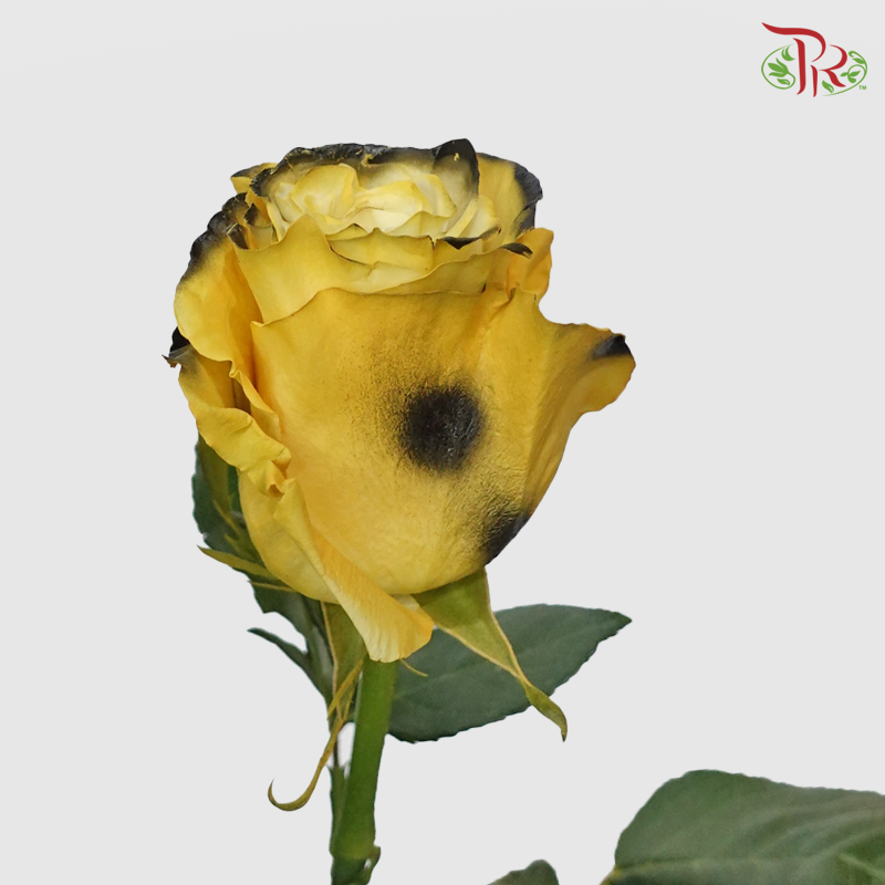 Ceres Rose - Jaguar (10 Stems)-Ecd-prflorist.com.my