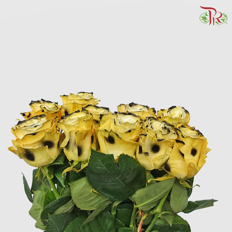Ceres Rose - Jaguar (10 Stems)-Ecd-prflorist.com.my