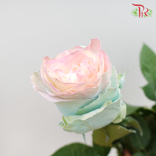 Ceres Rose - Jelly Fish (10 stems)-Ecd-prflorist.com.my