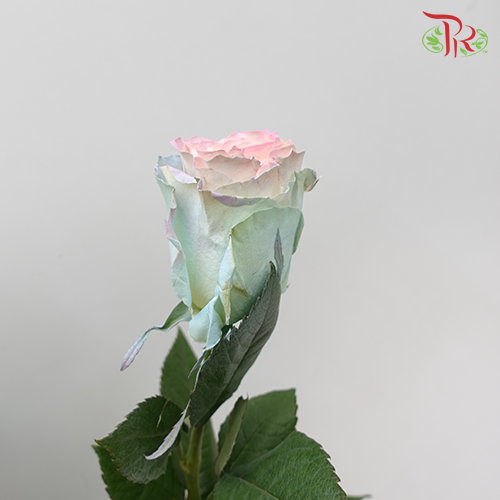 Ceres Rose - Jelly Fish (10 stems)-Ecd-prflorist.com.my