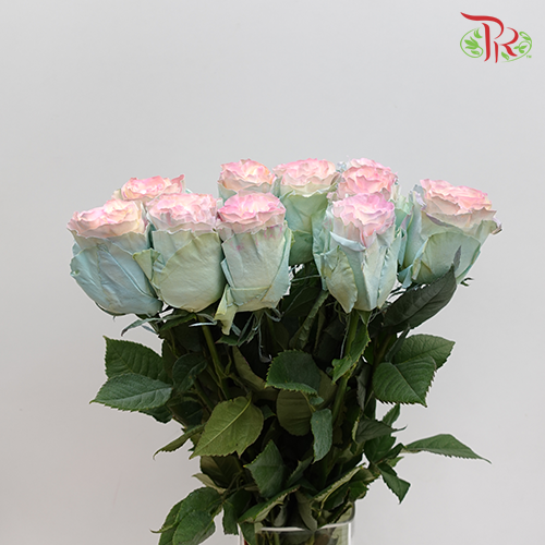 Ceres Rose - Jelly Fish (10 stems)-Ecd-prflorist.com.my