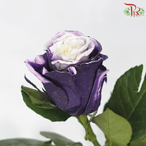 Ceres Rose - Lavanda Glitter (10 Stems)-Ecd-prflorist.com.my