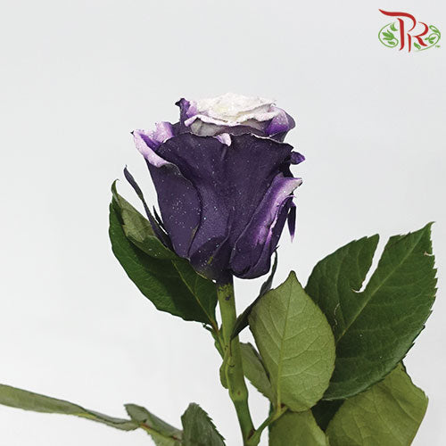 Ceres Rose - Lavanda Glitter (10 Stems)-Ecd-prflorist.com.my