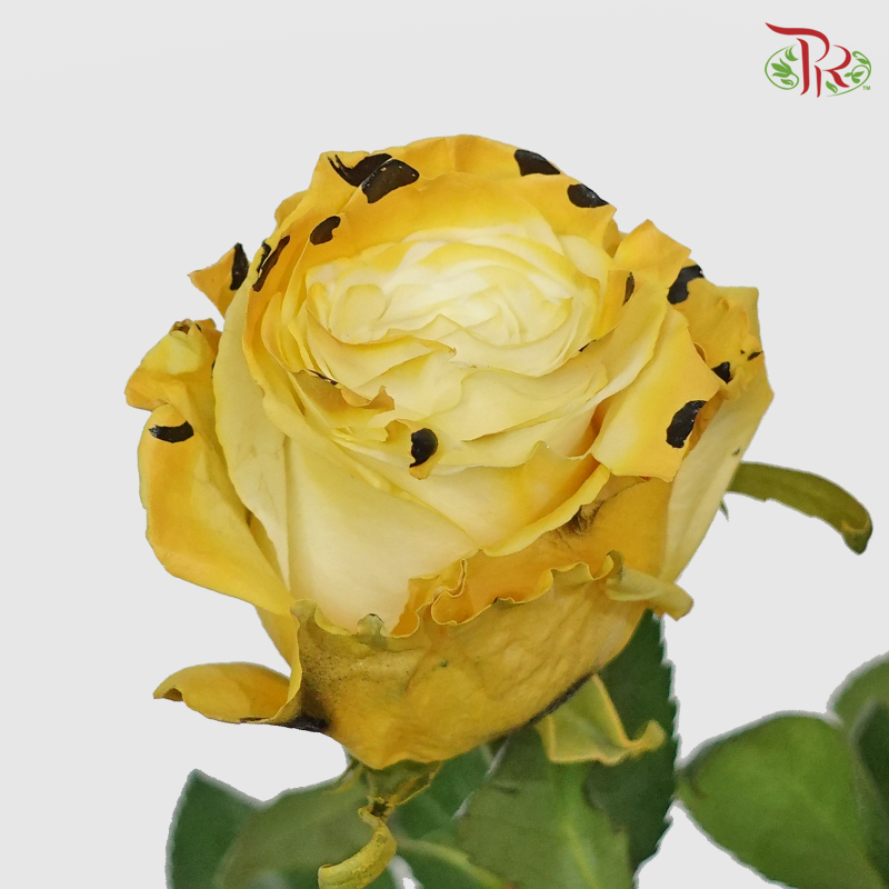 Ceres Rose - Leopard (10 Stems)-Ecd-prflorist.com.my