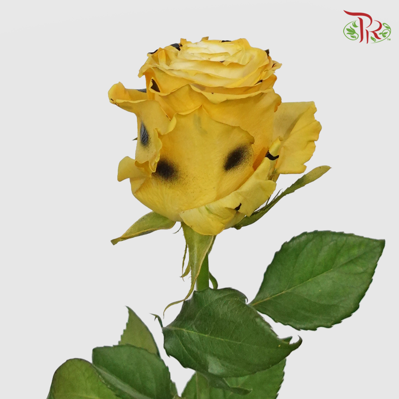 Ceres Rose - Leopard (10 Stems)-Ecd-prflorist.com.my