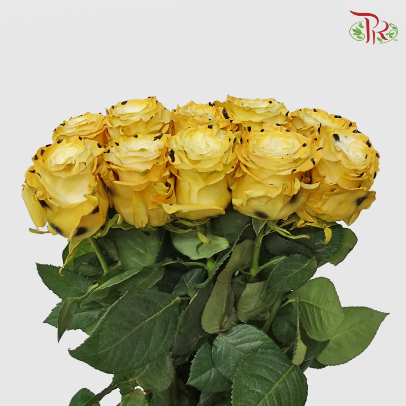 Ceres Rose - Leopard (10 Stems)-Ecd-prflorist.com.my