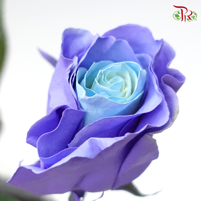 Ceres Rose - Light Blue Lavender (10 Stems)-Ecd-prflorist.com.my