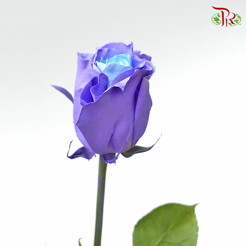 Ceres Rose - Light Blue Lavender (10 Stems)-Ecd-prflorist.com.my