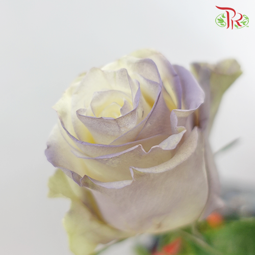 Ceres Rose - Light Purple Cloud (10 Stems)-Ecd-prflorist.com.my