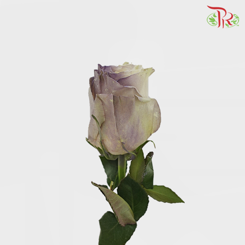 Ceres Rose - Light Purple Cloud (10 Stems)-Ecd-prflorist.com.my