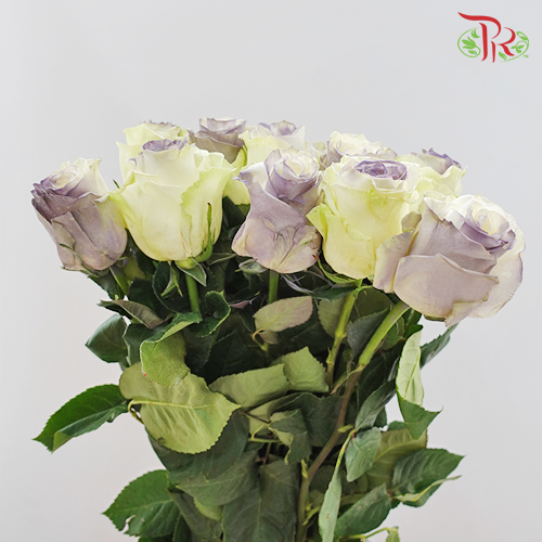 Ceres Rose - Light Purple Cloud (10 Stems)-Ecd-prflorist.com.my