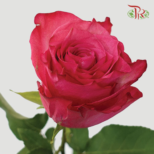 Ceres Rose - Lola (25 Stems)-Ecd-prflorist.com.my