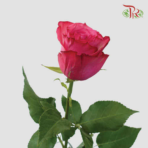 Ceres Rose - Lola (25 Stems)-Ecd-prflorist.com.my