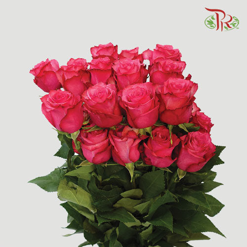 Ceres Rose - Lola (25 Stems)-Ecd-prflorist.com.my