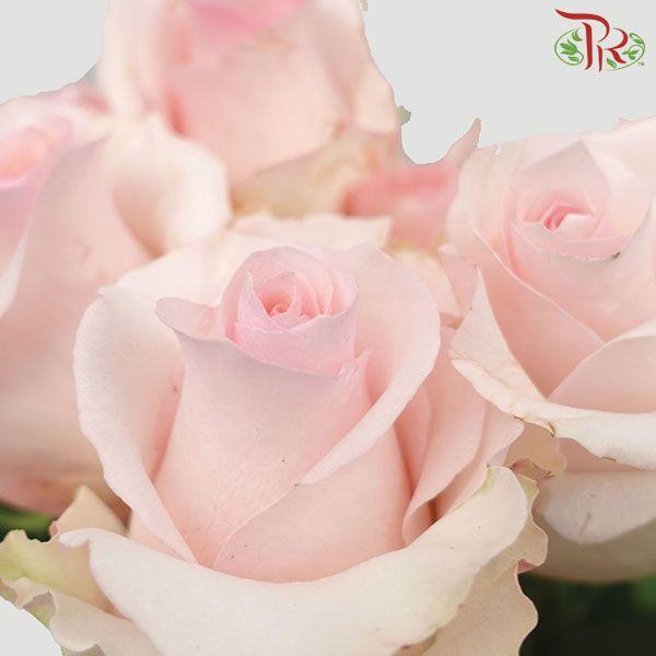 Ceres Rose - Lorraine (10 Stems)-Pink-Ecd-prflorist.com.my