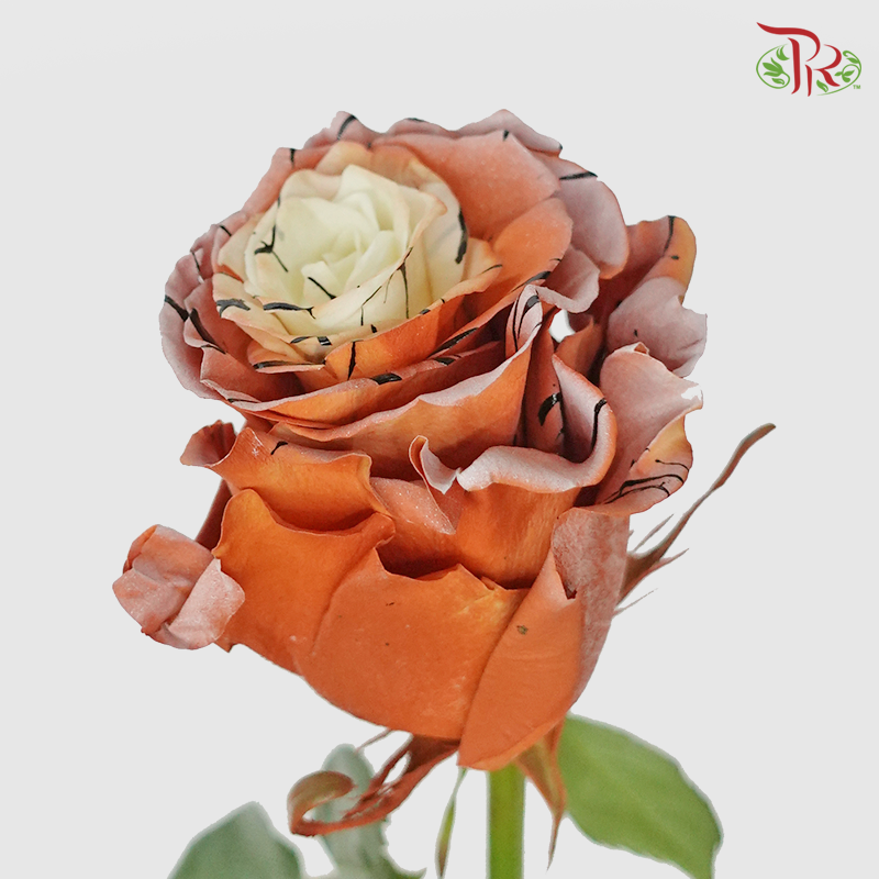 Ceres Rose - Lynx (10 Stems)-Ecd-prflorist.com.my