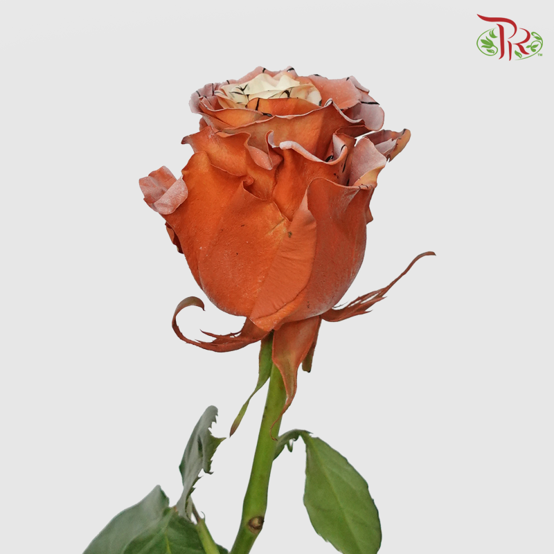 Ceres Rose - Lynx (10 Stems)-Ecd-prflorist.com.my