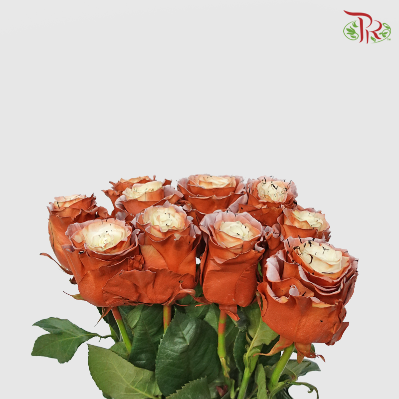 Ceres Rose - Lynx (10 Stems)-Ecd-prflorist.com.my