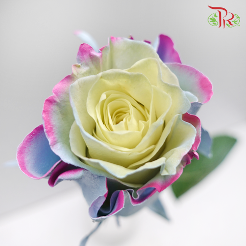 Ceres Rose - M Baby Blue Pink (10 Stems)-Ecd-prflorist.com.my