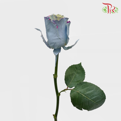 Ceres Rose - M Baby Blue Pink (10 Stems)-Ecd-prflorist.com.my