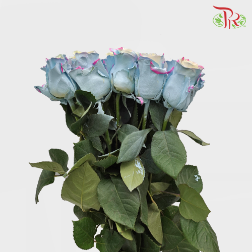 Ceres Rose - M Baby Blue Pink (10 Stems)-Ecd-prflorist.com.my