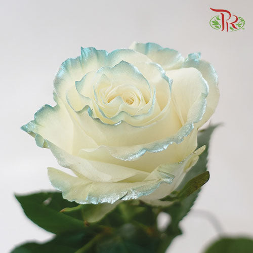 Ceres Rose - M.Shiny Blue Gray (10 Stems)-Ecd-prflorist.com.my