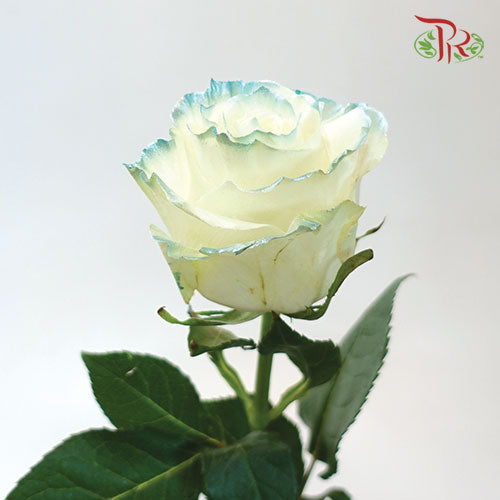 Ceres Rose - M.Shiny Blue Gray (10 Stems)-Ecd-prflorist.com.my