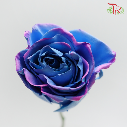 Ceres Rose - Magical Sky 1 (10 Stems)-Ecd-prflorist.com.my