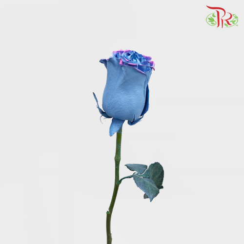 Ceres Rose - Magical Sky 1 (10 Stems)-Ecd-prflorist.com.my