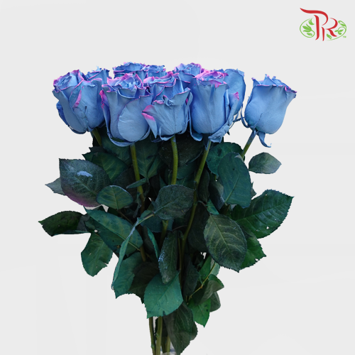 Ceres Rose - Magical Sky 1 (10 Stems)-Ecd-prflorist.com.my