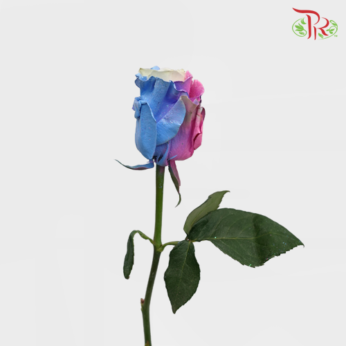 Ceres Rose - Magical Sky 3 (10 Stems)-Ecd-prflorist.com.my