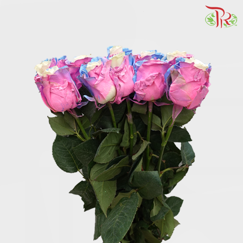 Ceres Rose - Magical Sky 3 (10 Stems)-Ecd-prflorist.com.my