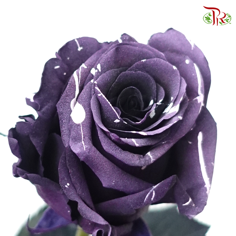 Ceres Rose - Marble Amethyst (10 Stems)-Purple-Ecd-prflorist.com.my