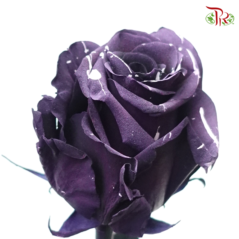 Ceres Rose - Marble Amethyst (10 Stems)-Purple-Ecd-prflorist.com.my