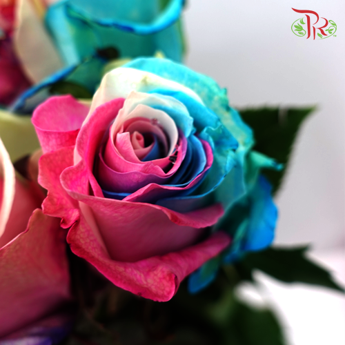 Ceres Rose - Marshmallows (10 Stems)-Ecd-prflorist.com.my