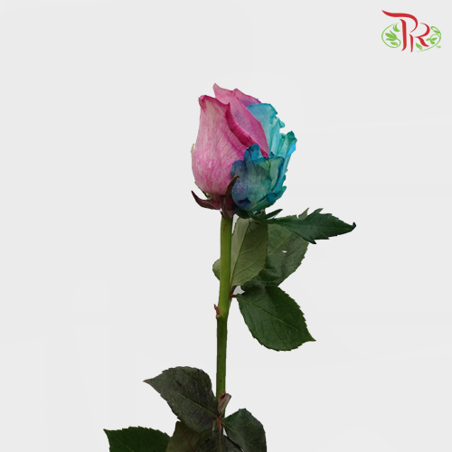 Ceres Rose - Marshmallows (10 Stems)-Ecd-prflorist.com.my