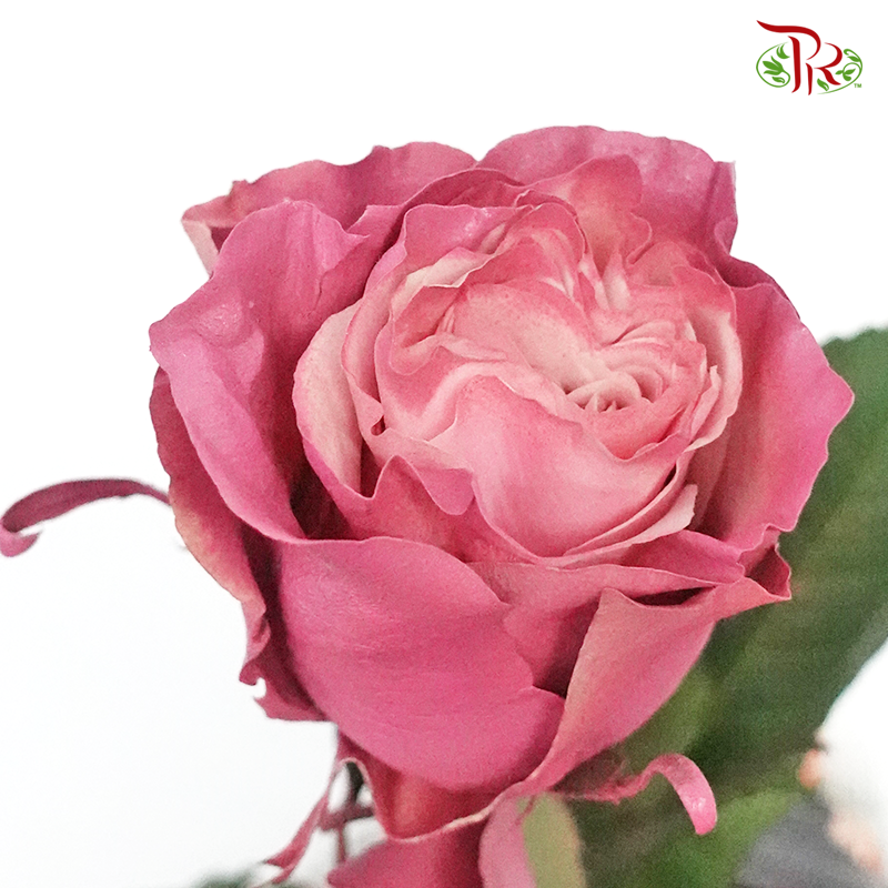 Ceres Rose - Mauve Pearl (10 Stems)-Ecd-prflorist.com.my