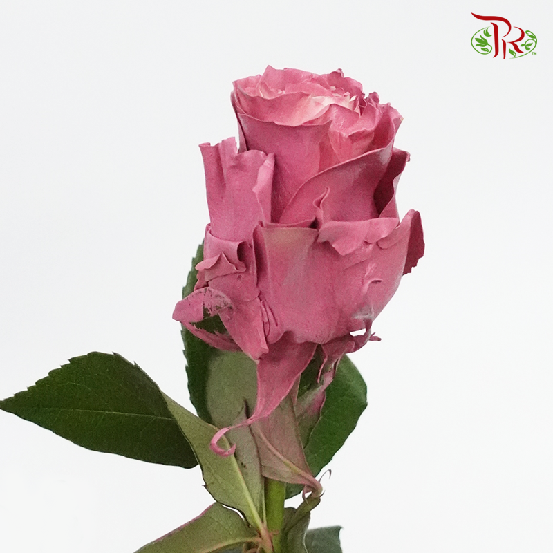 Ceres Rose - Mauve Pearl (10 Stems)-Ecd-prflorist.com.my