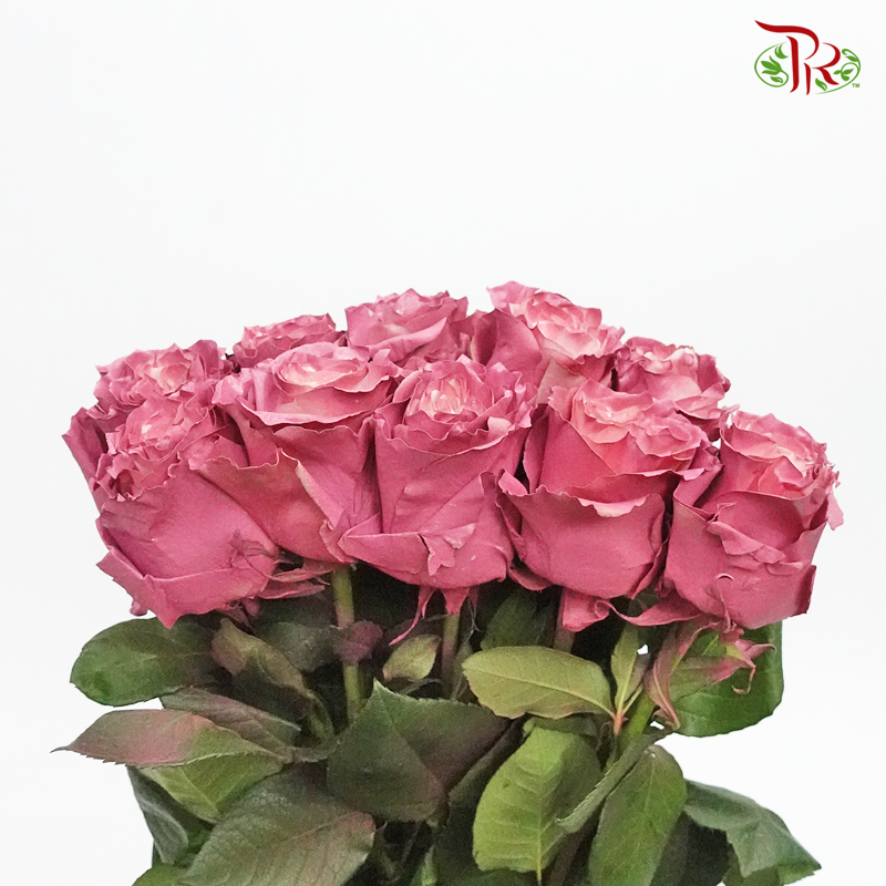 Ceres Rose - Mauve Pearl (10 Stems)-Ecd-prflorist.com.my