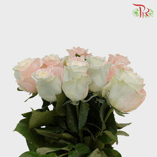Ceres Rose - Mermaid 1 (10 stems)-Ecd-prflorist.com.my