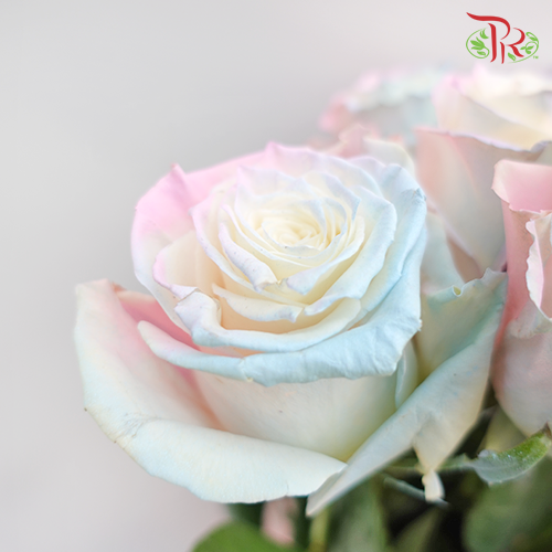 Ceres Rose - Mermaid (10 stems)-Ecd-prflorist.com.my