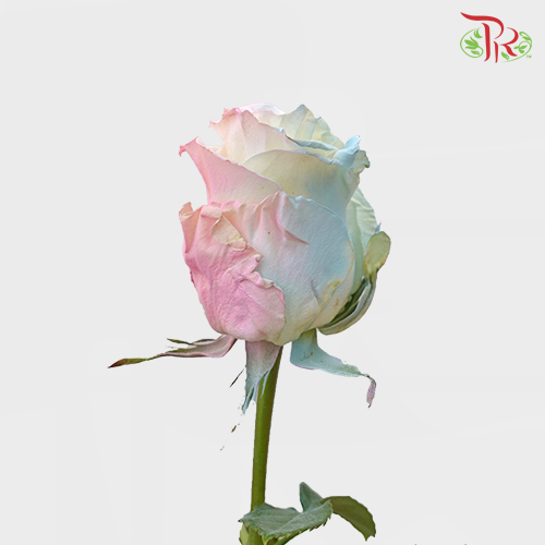 Ceres Rose - Mermaid (10 stems)-Ecd-prflorist.com.my