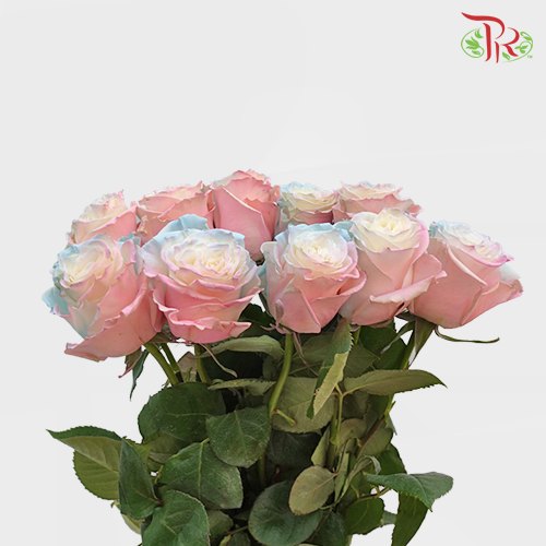 Ceres Rose - Mermaid (10 stems)-Ecd-prflorist.com.my