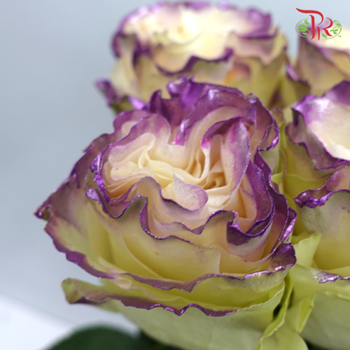 Ceres Rose - Metallic Lavanda (10 Stems)-Ecd-prflorist.com.my