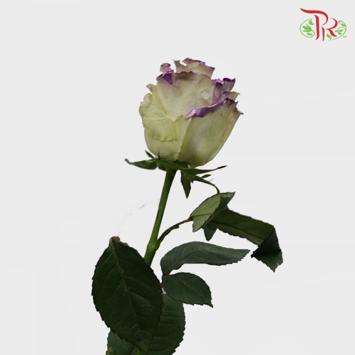 Ceres Rose - Metallic Lavanda (10 Stems)-Ecd-prflorist.com.my