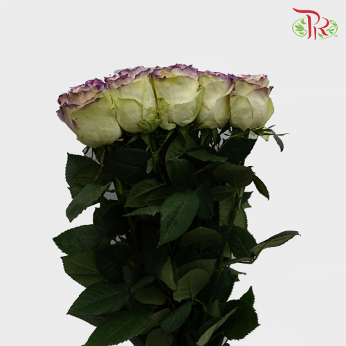 Ceres Rose - Metallic Lavanda (10 Stems)-Ecd-prflorist.com.my